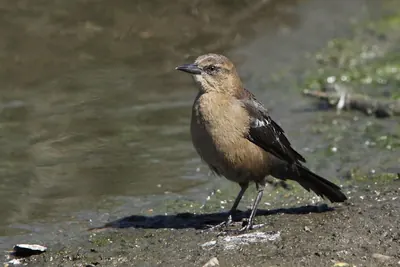 Brewer's Blackbird
