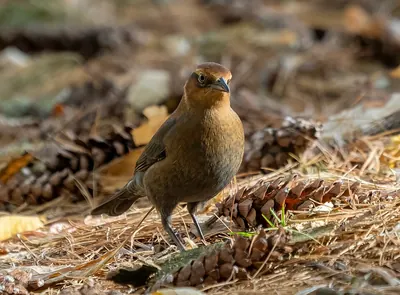 Rusty Blackbird