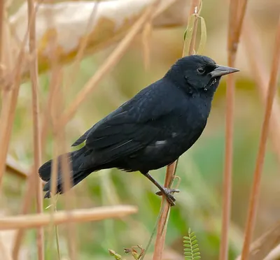 Unicoloured Blackbird