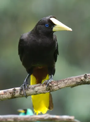 Crested Oropendola