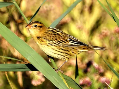 Bobolink