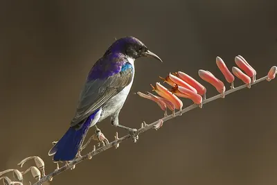 Eastern Violet-backed Sunbird