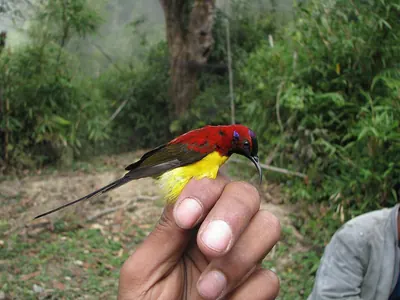 Gould's Sunbird