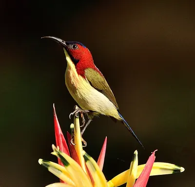 Lovely Sunbird