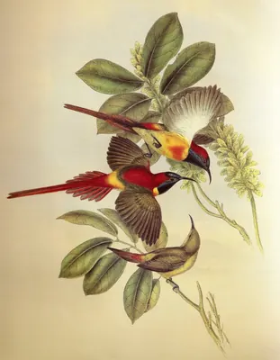 Fire-tailed Sunbird