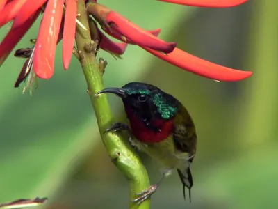 Fork-tailed Sunbird
