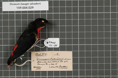 Red-chested Flowerpecker