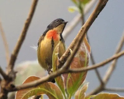 Fire-breasted Flowerpecker