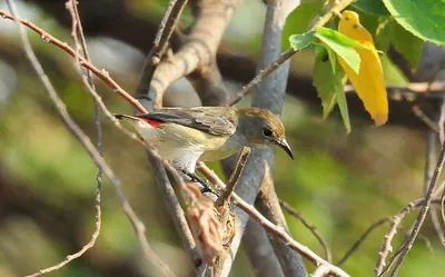 Scarlet-backed Flowerpecker