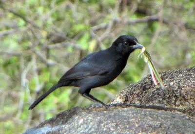Slate-coloured Boubou