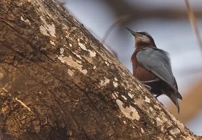 Indian Nuthatch