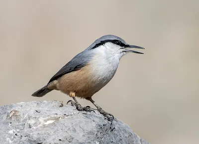 Western Rock Nuthatch
