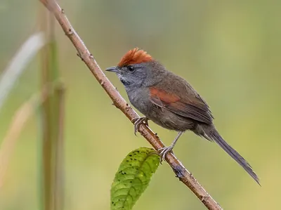 Spix's spinetail; Chicli Spinetail