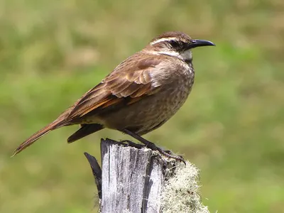 Stout-billed Cinclodes