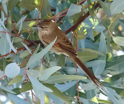 Plain-mantled Tit-spinetail