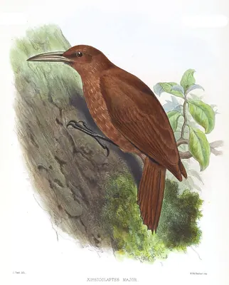 Great Rufous Woodcreeper