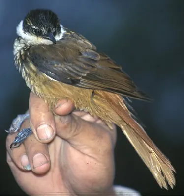 Streaked Tuftedcheek