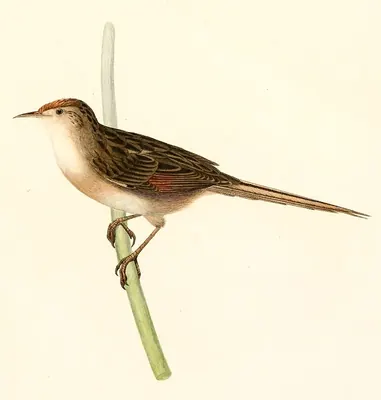 Bay-capped wren-spinetail