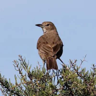 White-throated Cacholote