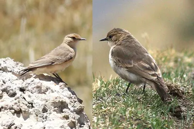 Dark-winged Miner