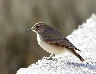 Rufous-banded Miner