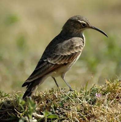 Slender-billed Miner
