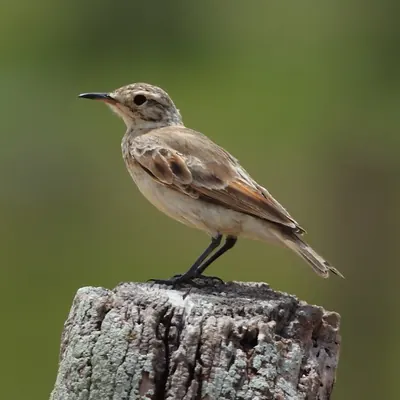 Common Miner