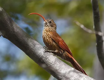 Red-billed Scythebill