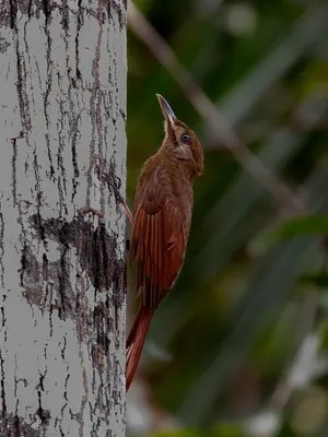 Plain-brown Woodcreeper
