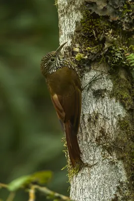 Montane Woodcreeper
