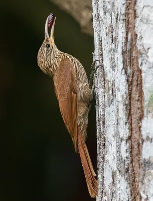 Streak-headed Woodcreeper