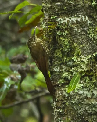 Spot-crowned Woodcreeper