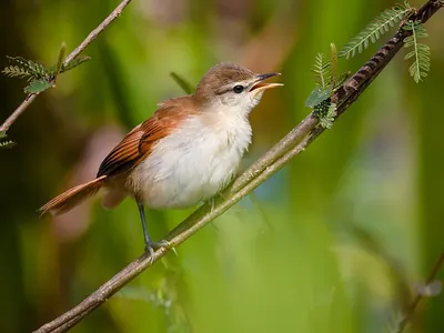 Yellow-chinned Spinetail