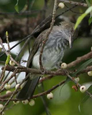 Streaked Bulbul