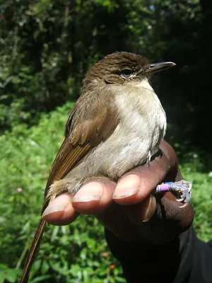 Cabanis's Greenbul