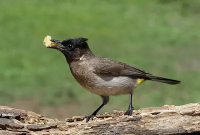 Dark-capped Bulbul
