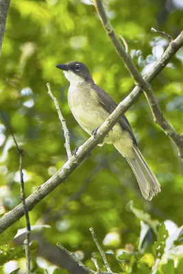 Simple Greenbul