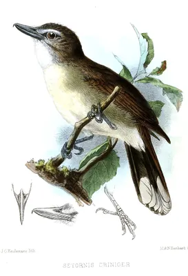 Hook-billed Bulbul