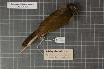 Honeyguide Greenbul