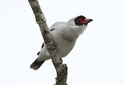 Masked Tityra