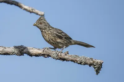 White-tipped Plantcutter