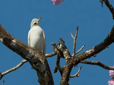 Yellow-billed Cotinga