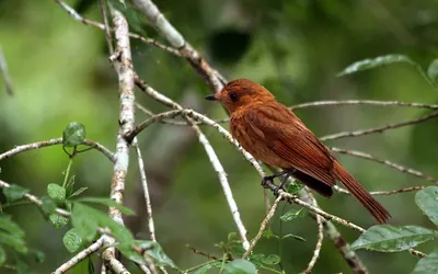 Rufous Piha
