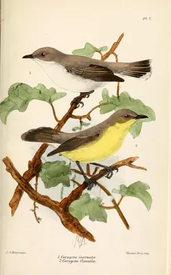Plain Gerygone