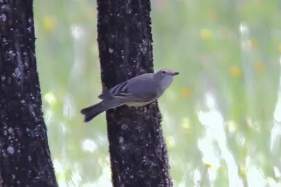 Western Gerygone