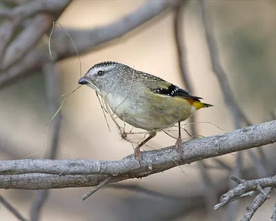 Spotted Pardalote