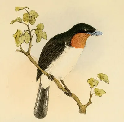Samoan Flycatcher