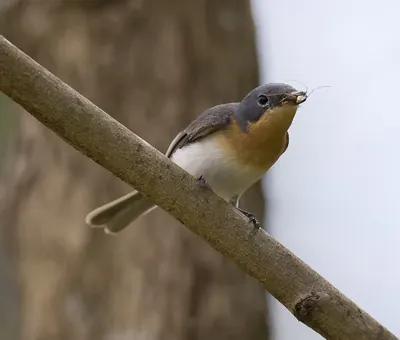 Leaden Flycatcher