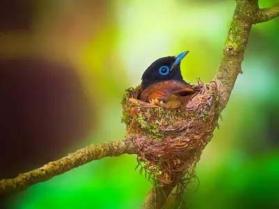 Japanese Paradise-Flycatcher