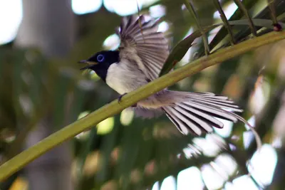 Malagasy Paradise Flycatcher